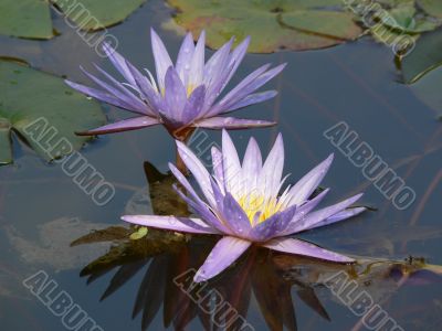 Water-lily