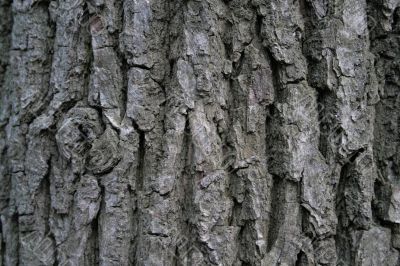ald tree bark