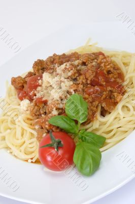 Bolognese