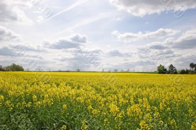 Canola Field