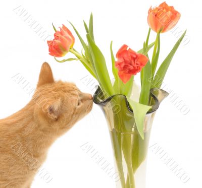 cat and flowers cat and flowers