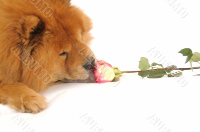Chow-chow enjoying aroma of the rose