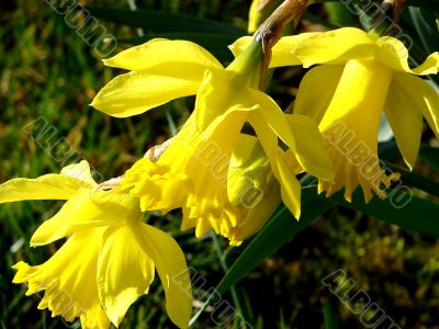 Tree flowers