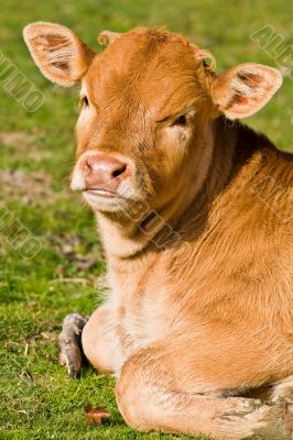 Cute brown calf in the meadow