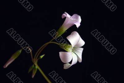 oxalis flowers