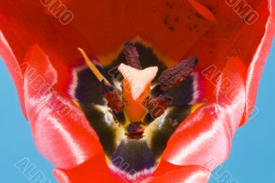 Tulip Bloom - Macro