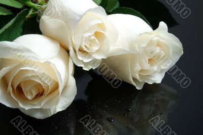 three white roses with waterdrops on black