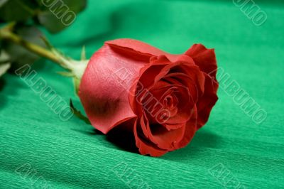 red rose