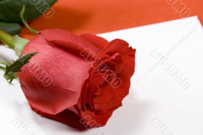 red rose and envelope