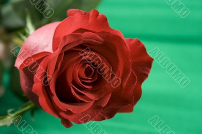 red rose
