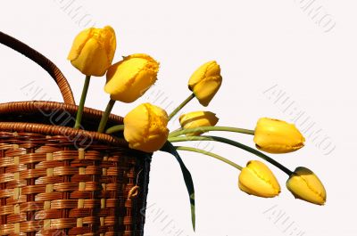 basket with yellow tulips