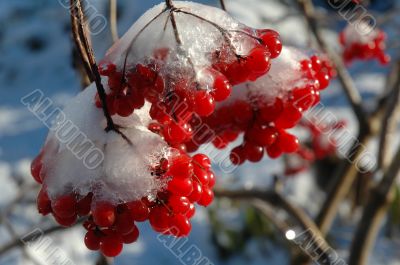The viburnum in snow The viburnum in snow