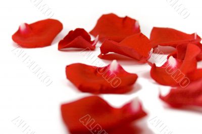 red petals