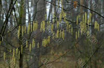 Spring forest