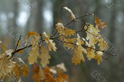 Last year`s leaves