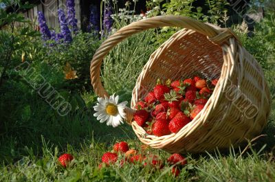 The Basket with berry.