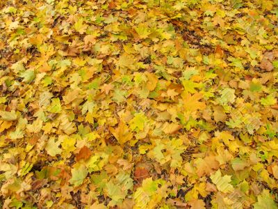 falling off leaves