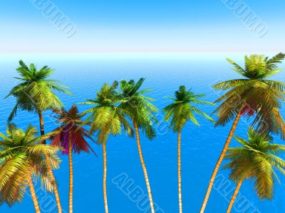 tropical beach tropical beach