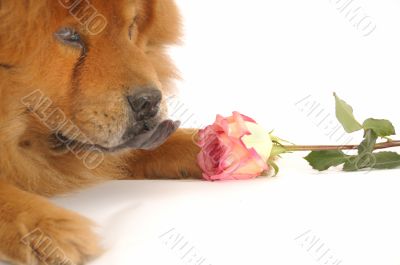 Chow-chow enjoying aroma of the rose