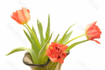 Red tulips in the glass vase