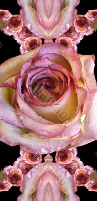 Collage of roses Collage of roses