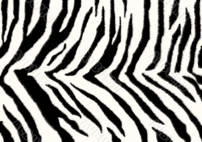 Texture - a fluffy skin of a zebra