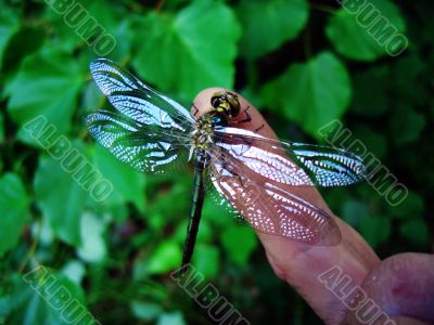 dragonfly and finger