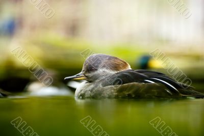 duck in the water