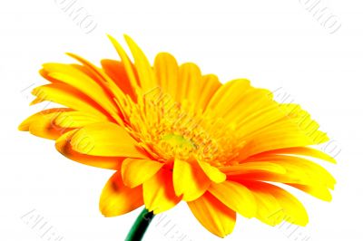 yellow flower