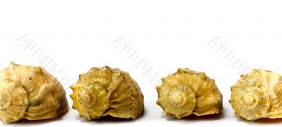 four cockleshells