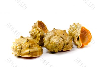 four cockleshells