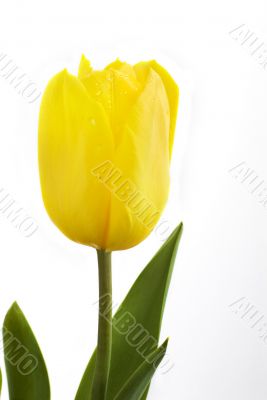 Fresh tulip