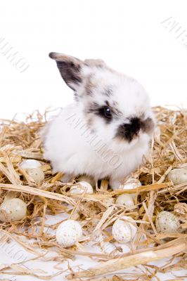 Eaaster bunny Eaaster bunny