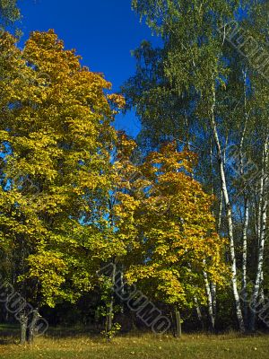autumn forest autumn forest