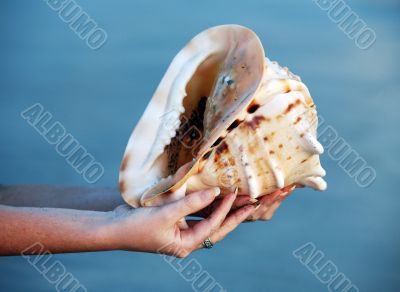 Conch shell