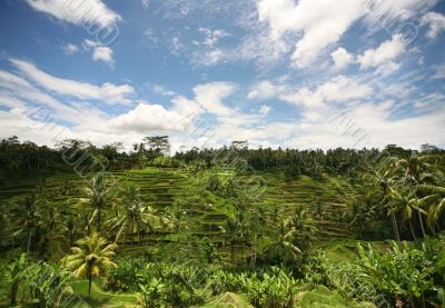 Terraced rice