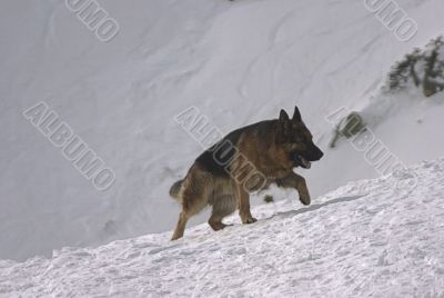 German snow dog
