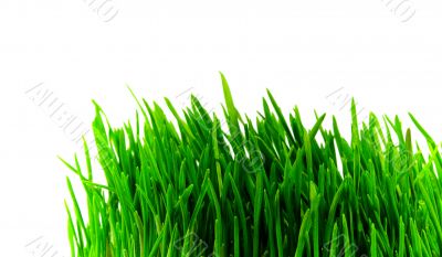 green grass
