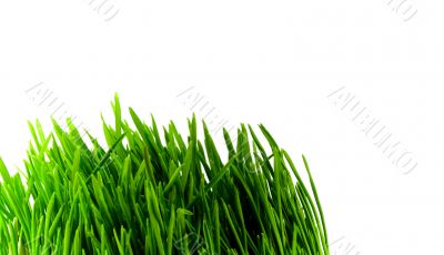 green grass