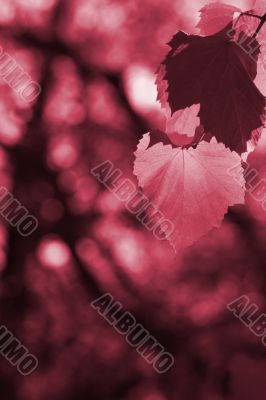 Beautiful background leave