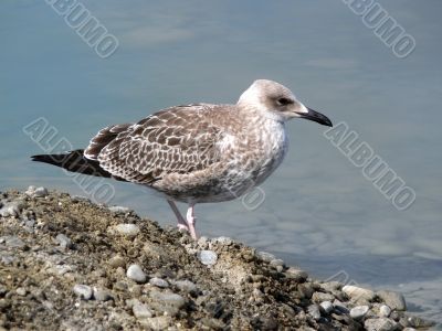 Seagull