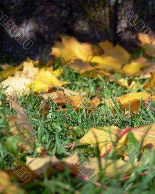 Carpet of autumn leaves