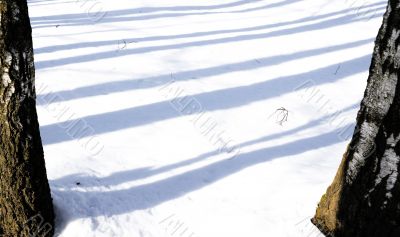 March in a birch wood.