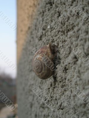 snail on wall