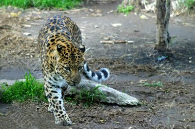 Amur Leopard 4889