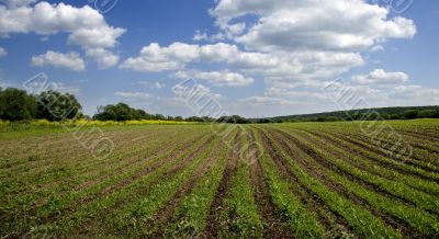 Agricultural sow field and blue sky in country