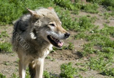 Wolf  in steppe