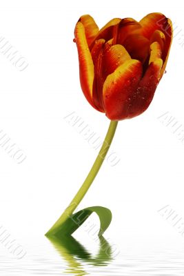 tulip