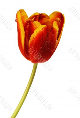 tulip