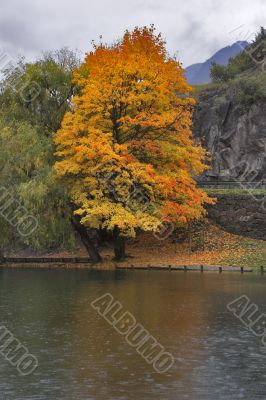 Orange tree. Orange tree.